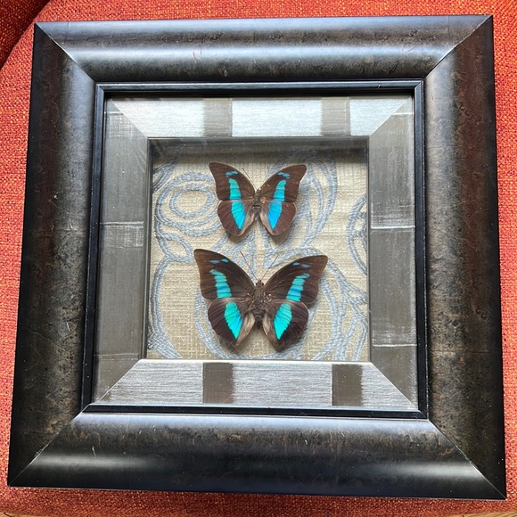 Beautifully & professionally framed Prepona butterfly specimens. - Picture 1 of 7